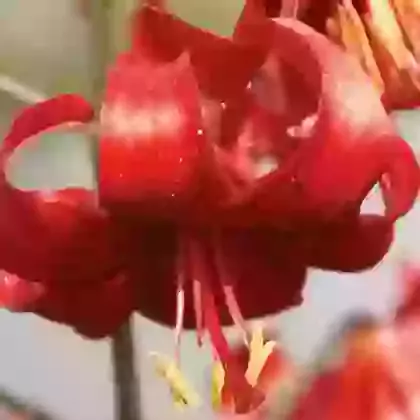 Red Velvet